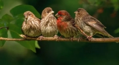 Birds. Zgradba in značilnosti