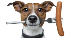 Purin kombi za pse: uravnoteženo gospodarstvo hrane