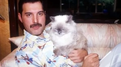 Puhasto muze: dejstva o mačkah znanih ljudi