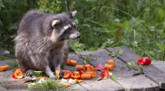 Zibanje rakuna v naravi in ​​doma