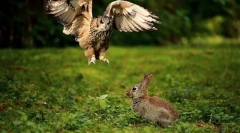 Owl je prehrana v naravi in doma