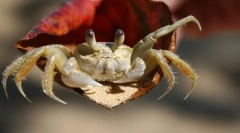 Raki. Značilnosti in strukture