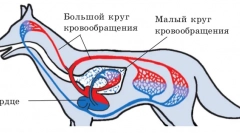 Motnje obtoka in limfne žleze