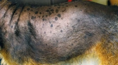 Motnje nadledvične žleze