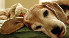 Bolezni paractoidne žleze