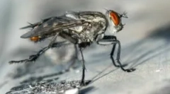 Rastline in ljudska sredstva, ki prestrašijo muhe