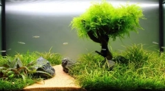 Rastline v akvariju: preprosta pravila za izkrcanje in nego
