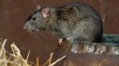 Dimenzije in težo divjih in domačih podgan