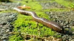 Razmnoževanje dežja in razvojnega cikla