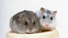 Reprodukcija gungrikov doma