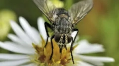 Razmnoževanje in razvoj muh