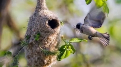 Razmnoževanje in skrb za potomce v pticah