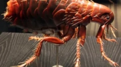 Razmnoževanje in življenjski cikel