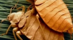 Vzreja in življenjski cikel bedbugs