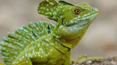 Reproduction reptile