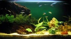 Sorta akvarijskih kompresorjev