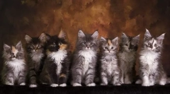 Razvoj maine coon za mesece, teža in velikost v tabeli