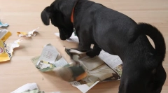 Izobraževalne igre za pse