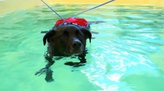 Rehabilitacija psov in mačk