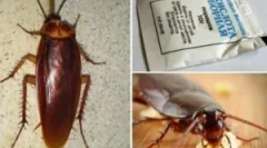 Recepti z borovo kislino iz ščurkov