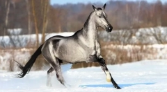 Redki in nenavadni nosilci konj (10 fotografij)