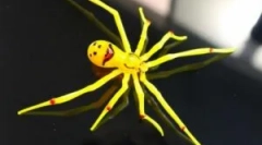 Redkih in nenavadnih pajkov