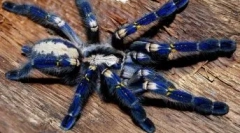 Redki pajki: 10 najbolj nenavadnih vrst