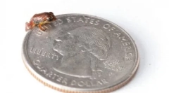 Redka oblika dvoživk, ki so bili ponovno odprti (12 fotografij)