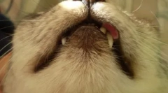 Redke bolezni pri mačkah: kaj je eozinofilna granula in kako se znebiti