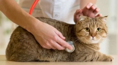 Redni pregled mačke