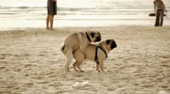 Reproduktivni (spolni sistem)