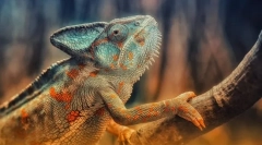 Reptile. Zgradba in značilnosti