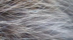 Slika na mački volni