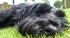 Risenshnauzer: opis pasme, posebnosti oskrbe in vzdrževanja