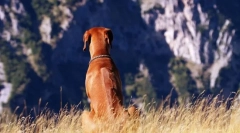Rhodesian ridgeback (photo): lustful hunter in bold watchman