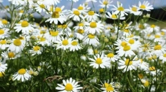 Pharmaceutical camomile