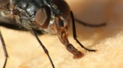 Rota aparati insects