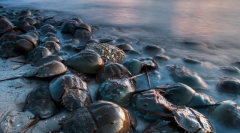 Dinozavra kovice: 10 starodavnih živali, ki so bile ohranjene na ta dan