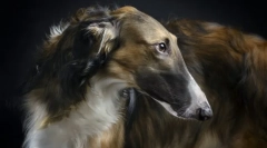 Ruski borzya (fotografije): eleganten aristokrat in ostre lovca