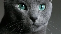 Ruska modra mačka (fotografije): zadržana lepota z zelenimi očmi