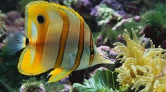 Butterfly fish copper