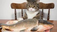 Ribe za mačko