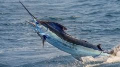 Ribji meč - ena najhitrejših rib na svetu