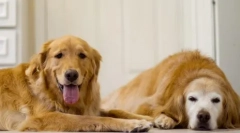 Ginger-shaless: top 15 pasem rdečih psov