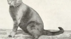 Rdeči britanski: plišaste sončne mačke