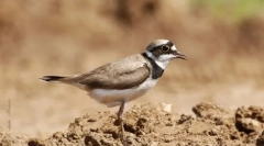 Rzhanko oblikovan. Odstranitev ptic