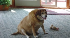 Sladkorna bolezen sladkorja pri psih: simptomi in zdravljenje hišne živali