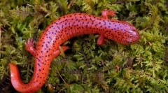 Salamander (photo): miniaturni zmaj z bogato zgodovino