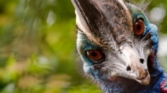 Najbolj agresivna ptica