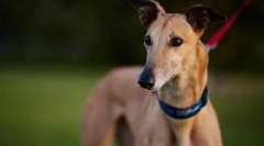 Najhitrejši pes na svetu